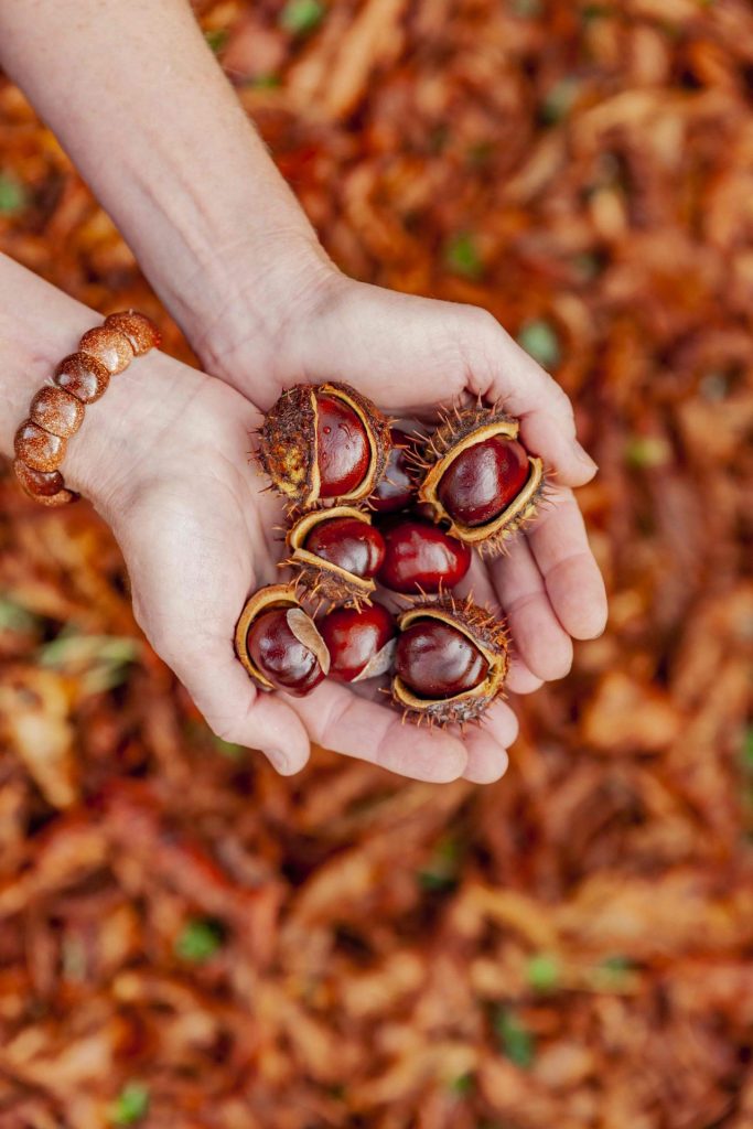 Buy fresh chestnuts: It's critical to use fresh chestnuts.