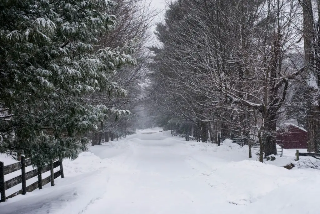 trees near snow covered road