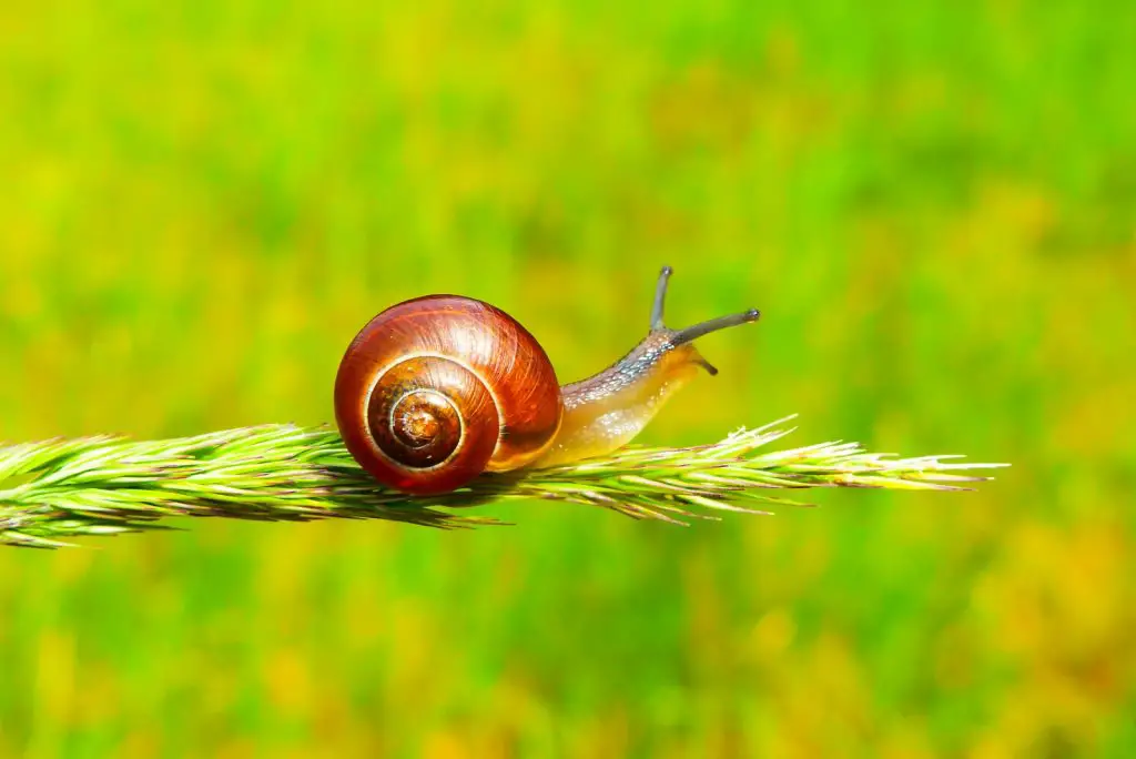 snail