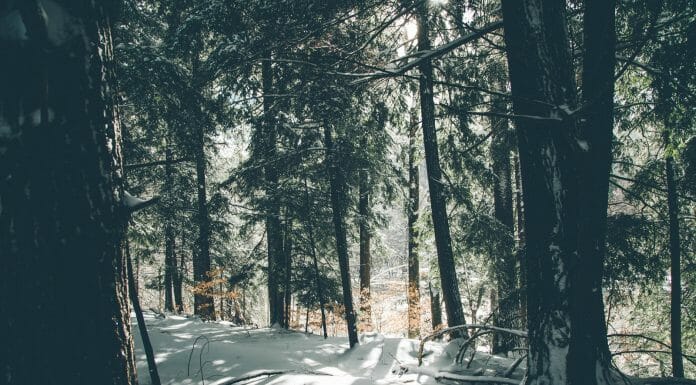 Is Hemlock Good Firewood? Yes, but… hemlock tree firewood