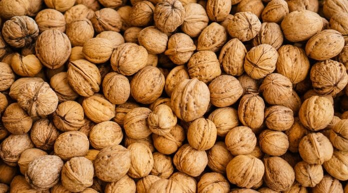 Is Walnut A Good Firewood? Yes, but… closeup photography of walnuts