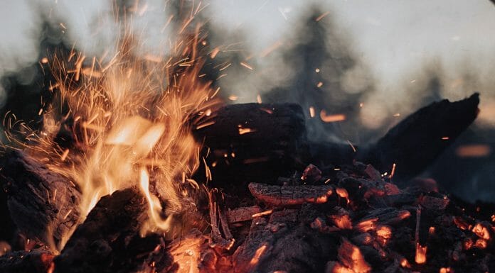 Is Sassafras Good for Firewood? Nah…not really firewood on fire