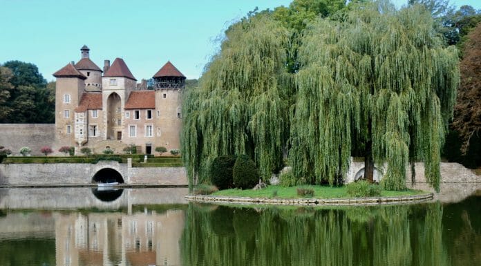 Is Willow Good For Firewood? Nah… willow tree by the water
