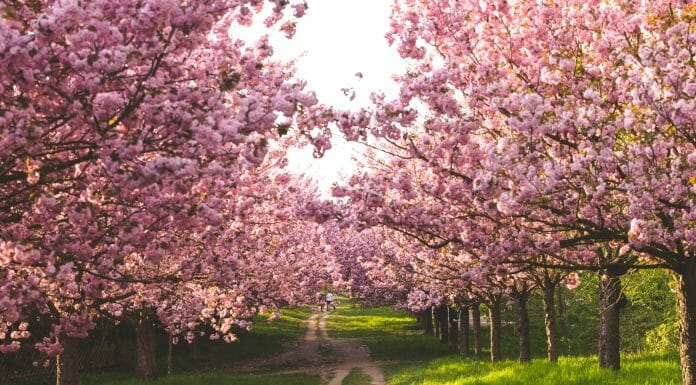 Is Cherry a Good Firewood? Oh, yeah… pathway between cherry blossoms