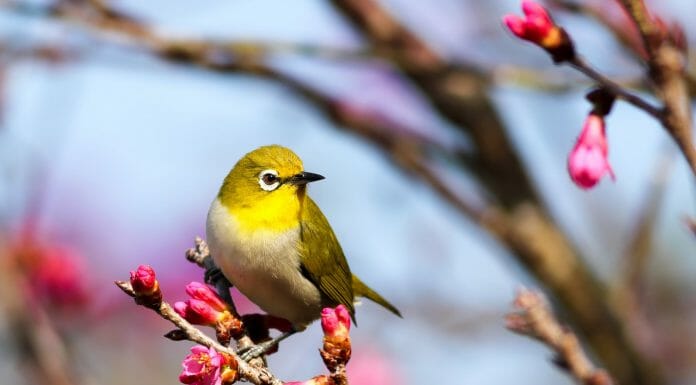 How Long For A Bird Stuck In A Chimney To Die? yellow bird on Sakura tree